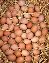 Fresh Eggs