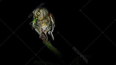Nocturnal bird and artistic night clip of the European Scops-Owl Otus scops perched on a spruce branch with caught grasshopper