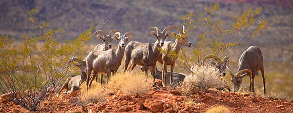 Wild Goats in The Valley of Fire State Park.