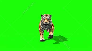 Tiger Run Animals Loop Front Green Screen 3D Rendering Animation