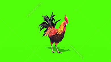 Rooster Plumage Eats Front Green Screen 3D Rendering Animation