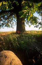 Oak tree