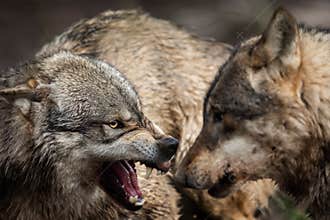 Portrait of Angry grey wolf in the forest
