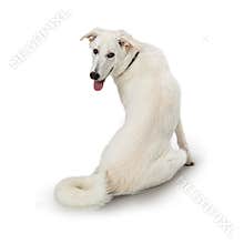 Large Dog Sitting Facing Away Looking Back