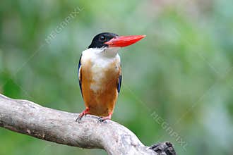 Black-capped Kingfisher Halcyon pileata Beautiful Birds of Thailand perching on the tree