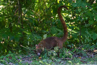 Wildlife: White-nosed coati are omnivorous and climbs trees to sleep on branches