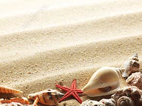 Shells on the sand