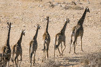 Giraffe in Kruger National park, South Africa