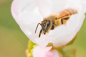 Honey bee at rest on cherry blossom, insect, nature