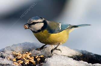 Blue tit bird eating seeds