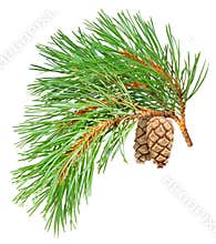 Isolated pine branch