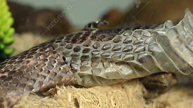 Pet serpent skin shedding close up