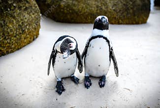 Penguins at boulders beach,capetown,south africa 6