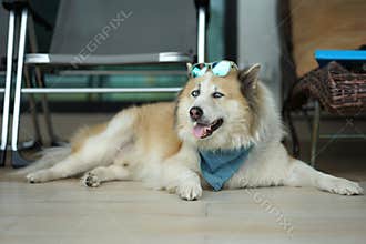 Large brown color mixed breed dog lying on the floor with blue sunglass