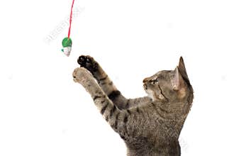 Cat And Mouse