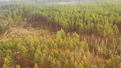 Aerial View Green Pine Forest Deforestation Area Landscape. Top View Of Growing Forest Near Empty Land. European Nature