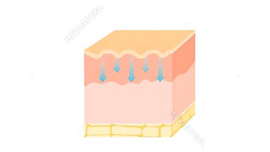 Skin care products and collagen fibers.