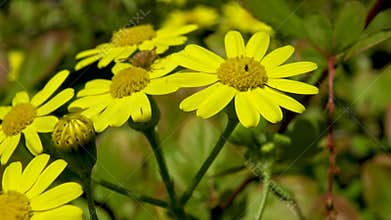 Yellow daisies on which the insect sits, herbivorous bug