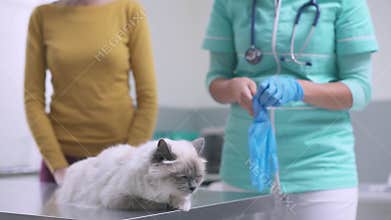 Appointment at the veterinary clinic