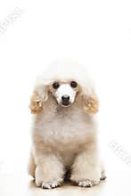 Image of dog white background