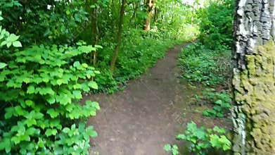 Natural Forest Walk Through Green Plants And Trees