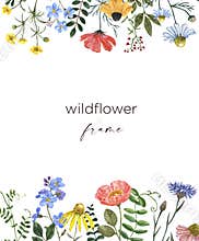 Beautiful summer meadow flowers border, botanical frame with wildflowers on white background. hand painted illustration