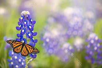 Monarch butterfly on Texas Bluebonnet flower