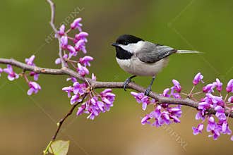 Black-capped Chickadee on Redbud