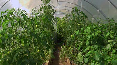 Inside of urban green house. Growing organic vegetables - tomato, peppers. Urban farming