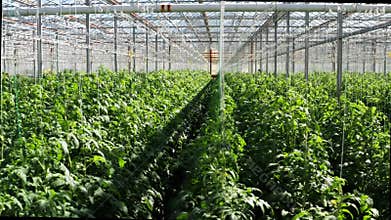 Drone shooting of big modern tomato greenhouse interior.