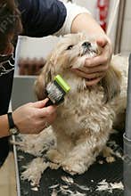 Dog grooming