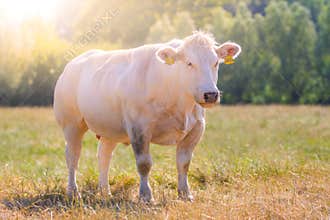 Grass fed Belgian Blue cow Race de la Moyenne et Haute Belgique standing and posing on the field