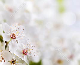 Soft floral background