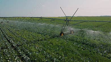 Agriculture irrigation of farm field. automatic artificial irrigation of the field for good harvest. smart agriculture