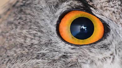 Eagle owl eye close up, eye of the Eurasian Eagle Owl, bubo bubo