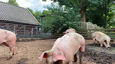 Domestic pigs. Pigs on a farm in the village. Swine covered in mud 