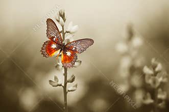 A red butterfly on the moody field