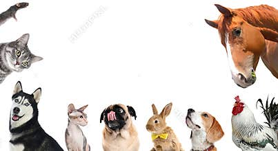 Collage with horse and other pets on background. Banner design