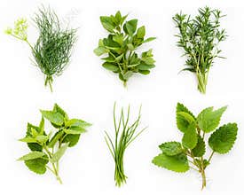 Collection of fresh herbs