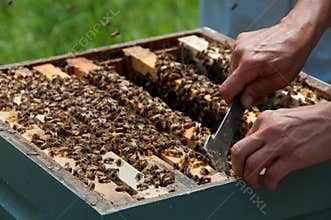 Beekeeper Using Hive Tool to Separate Honeycombs
