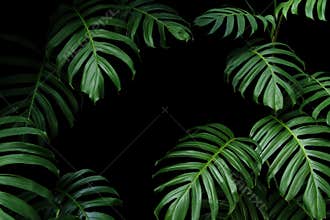 Dark green leaves of native Monstera the tropical forest plant evergreen vines, nature leaf frame on black background
