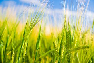 Wheat field. Agriculture