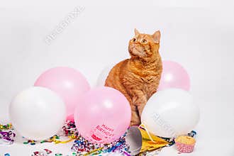 Red british cat in a birthday confetti and balloons