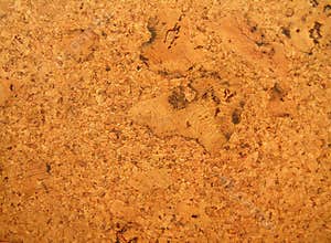 Cork Board Texture