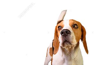 Portrait of a young male beagle dog on white background. Isolated cut out with copy space