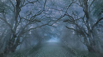 Spooky Halloween misty foggy forest night