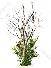 Cut out bare tree with dry branches and green foliage