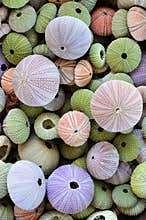 Collection of colorful sea urchin shells