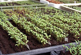 Seedlings of vegetables and flowers in seedbeds