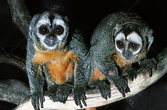 DOUROUCOULI  aotus trivirgatus